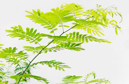 Acacia tree at white backgroundの写真素材