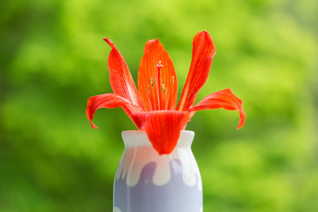Clivia close up viewの写真素材