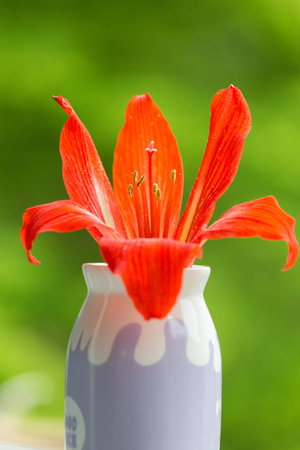 Clivia close up viewの写真素材
