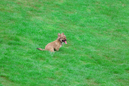 Lovely puppy playing on the grassの写真素材
