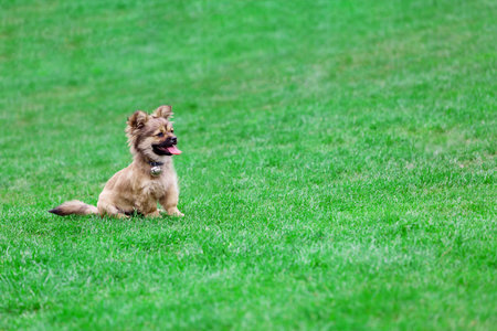 Lovely puppy resting on the grass landの写真素材