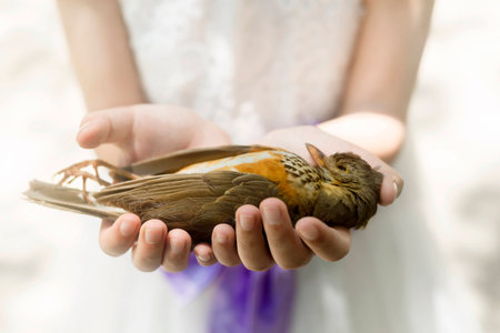 Wounded bird resting on palmsの写真素材
