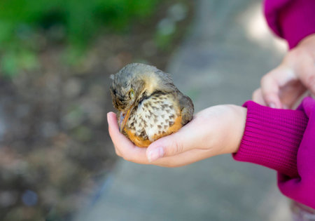 A hand holding a birdの写真素材