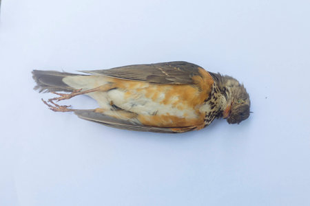 Wounded bird on white backgroundの写真素材