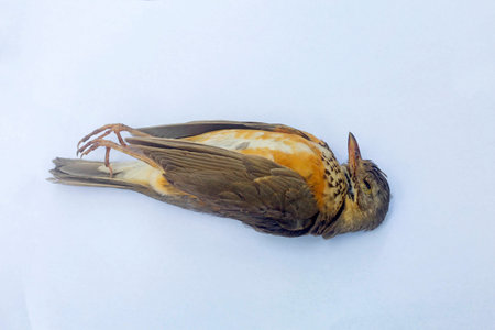 Wounded bird on white backgroundの写真素材