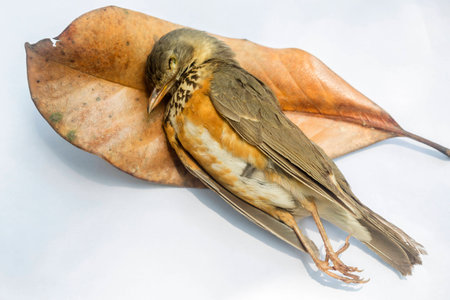Wounded bird on white backgroundの写真素材