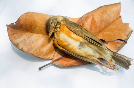 Wounded birdの写真素材