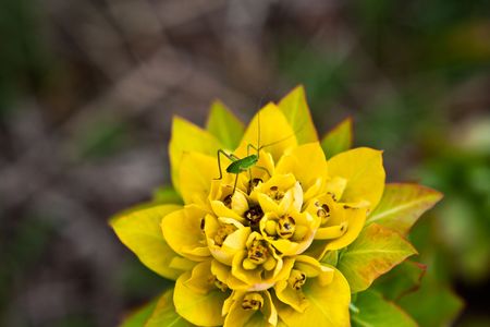 Insect on the flower