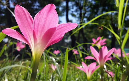 the pink lilyの写真素材