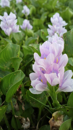 the water hyacinthの写真素材