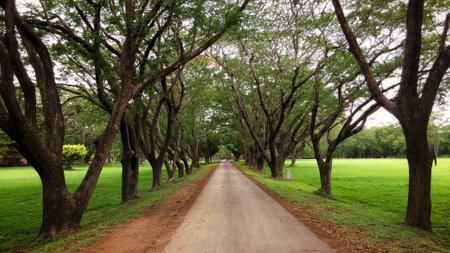 the trees wayの写真素材