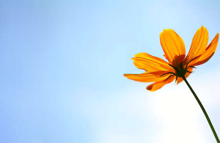Fresh yellow cosmos flower isolated on bright sky backgroundの写真素材