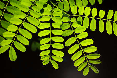 Green compound leaf with light through a black background.の写真素材