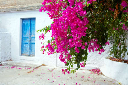 Red flowers and Blue doorの写真素材