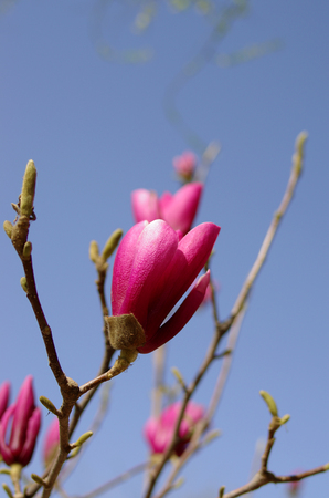 Magnolia flowerの写真素材