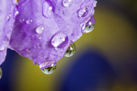 Malaysian flag image in water droplets at the end of flowers and leaves in conjunction with celebrating independence dayの写真素材