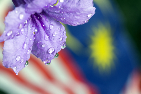 Malaysian flag image in water droplets at the end of flowers and leaves in conjunction with celebrating independence dayの写真素材
