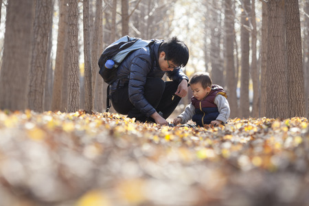 Chinese father and son playing in ginkgo woods, shot in Beijing, Chinaの写真素材
