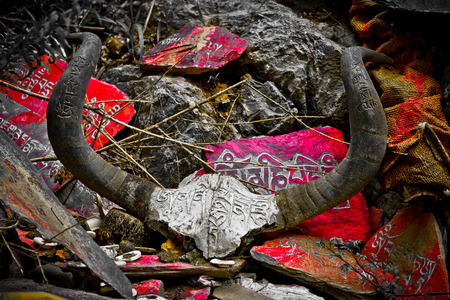 Lhasa, Tibet yak skulls placed under Chakpori のeditorial素材