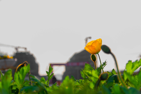 small yellow by the roadside 