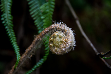 Close up of a sproutの写真素材