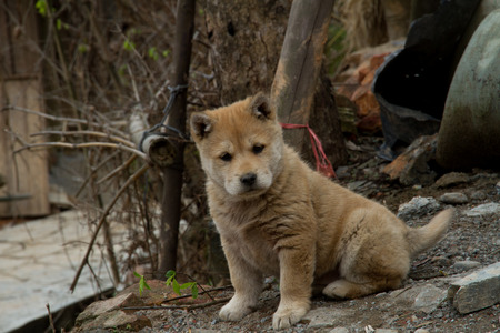 puppy in the villageの写真素材