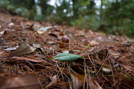 dried leaves in the woods