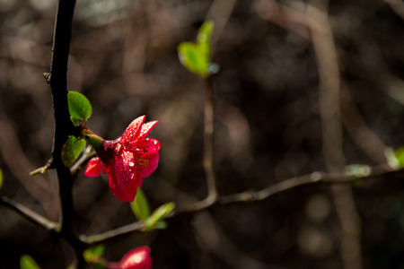 Peach blossomの写真素材