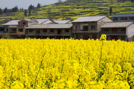 Anshun City, Guizhou Province canola flower, mountain canola flowerの写真素材