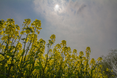 Anshun City, Guizhou Province canola flower, mountain canola flowerの写真素材