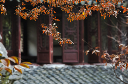 Red leavesの写真素材