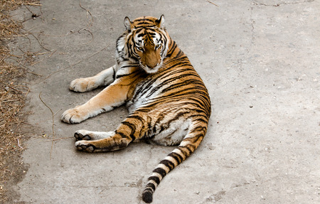 tiger