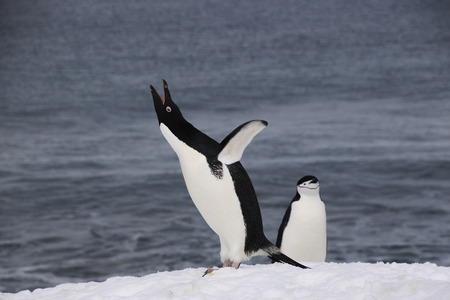 penguinの写真素材