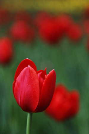 tulipsの写真素材