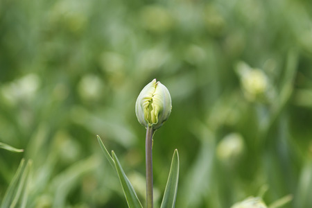 bud of tulip