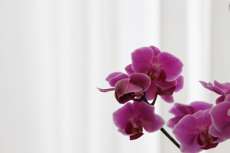 orchid before white curtainの写真素材
