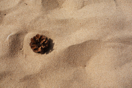 dry pine cone on the sandsの写真素材