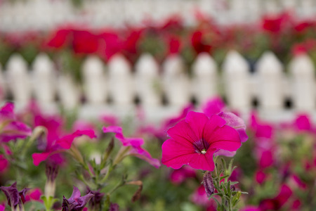 flowersの写真素材