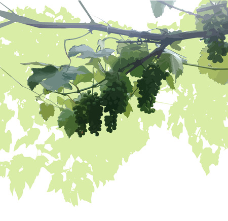 Image background of grapes.のイラスト素材