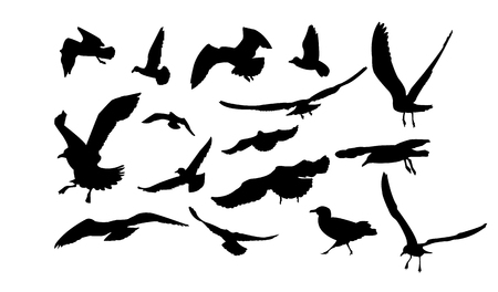 Set of multiform flying seagulls.のイラスト素材