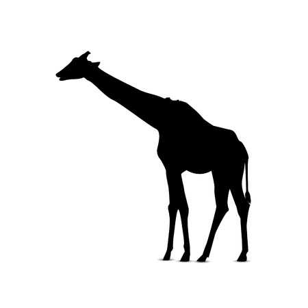 Silhouette of looking giraffe.のイラスト素材