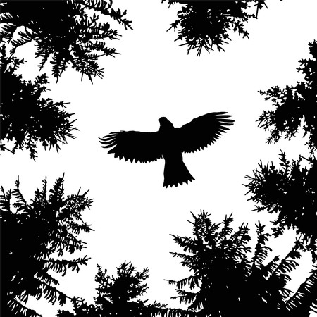 Image landscape. Silhouette of coniferous trees and flying eagle. View from below.のイラスト素材