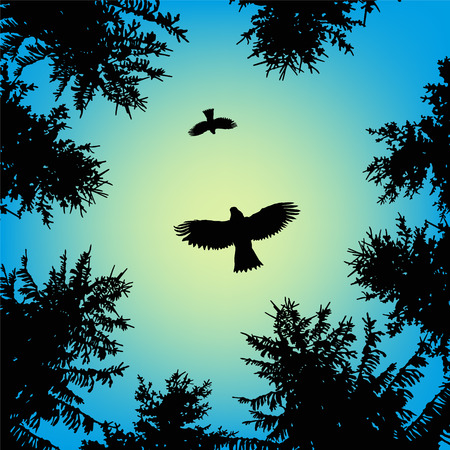 Silhouette of coniferous trees on the background of blue sky.   Flying eagles. View from below.のイラスト素材
