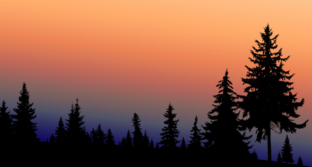 Silhouette of coniferous trees on the background of colorful sky.の写真素材