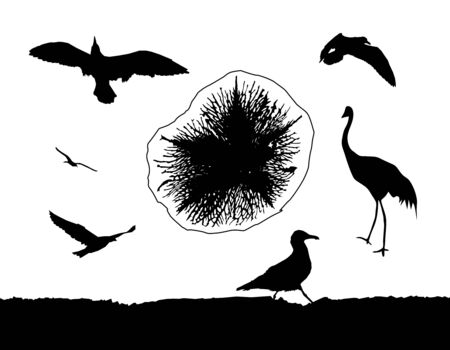 Silhouette of multiform sea birds and medusa.のイラスト素材