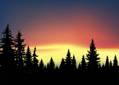 Silhouette of coniferous trees on the background of colorful sky. Aurora.の写真素材