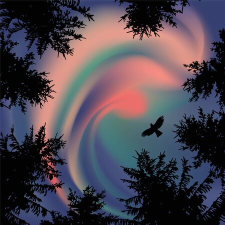 Silhouette of coniferous trees on the background of colorful sky. Aurora. Sunset. Flying eagle. View from below.の写真素材