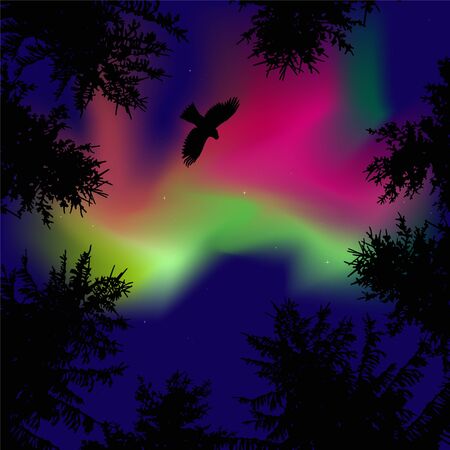 Silhouette of coniferous trees on the background of colorful sky.  Eagle in the sky.  Pink and green northern lights.   View from below.の写真素材