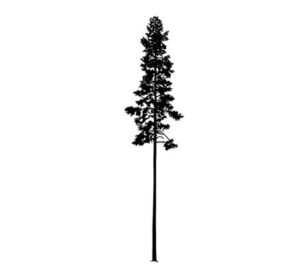 Silhouette of tall skinny pine tree. Hand made.のイラスト素材