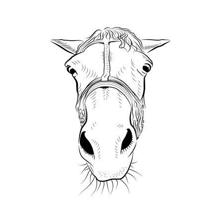 The horse head. Sketch art. A few sad emotion.のイラスト素材